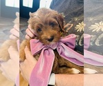 Small #3 Goldendoodle (Miniature)