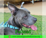Small #2 American Pit Bull Terrier Mix