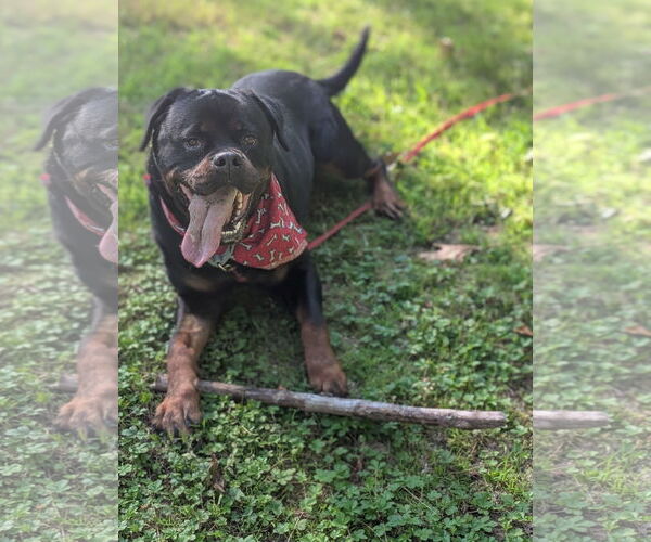 Medium Photo #2 Rottweiler Puppy For Sale in Hillsboro, NH, USA