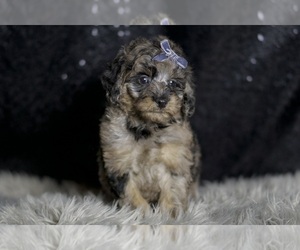 Maltipoo Puppy for sale in WARSAW, IN, USA
