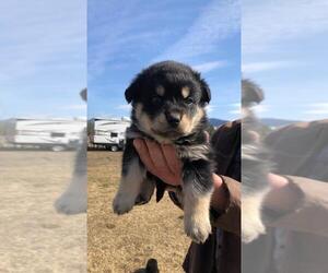 Rottweiler-Siberian Husky Mix Puppy for sale in GARWOOD, ID, USA