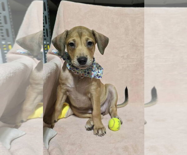 Medium Photo #1 Dachshund-Unknown Mix Puppy For Sale in NYC, NY, USA