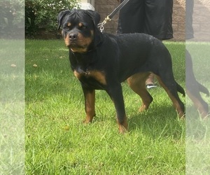 Rottweiler Puppy for sale in WINCHESTER, CA, USA