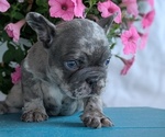 Small #9 French Bulldog
