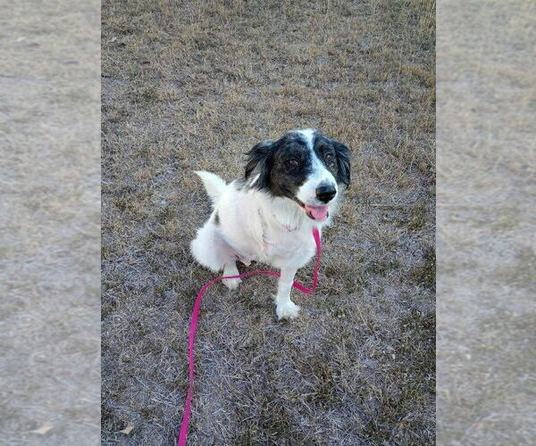 Medium Photo #1 Border Collie-Unknown Mix Puppy For Sale in Brewster, NY, USA
