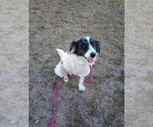 Border Collie-Unknown Mix Dogs for adoption in Brewster, NY, USA