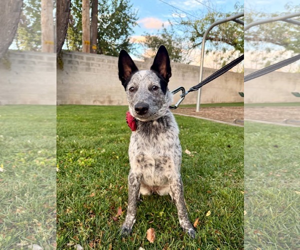 Medium Photo #1 Mutt Puppy For Sale in Sandy, UT, USA