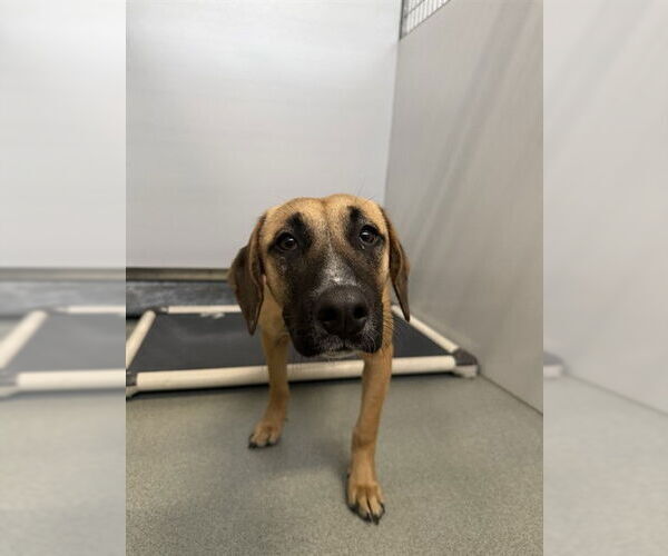 Medium Photo #1 German Shepherd Dog-Unknown Mix Puppy For Sale in Fayetteville, NC, USA