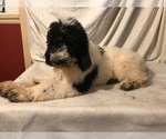 Small Photo #8 Poodle (Standard) Puppy For Sale in ABBEVILLE, LA, USA