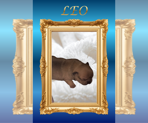 Medium Photo #1 French Bulldog Puppy For Sale in Luton, Bedfordshire (England), United Kingdom