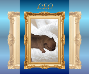 Medium French Bulldog