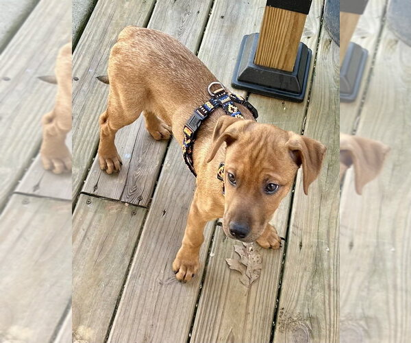Medium Photo #9 Redbone Coonhound-Unknown Mix Puppy For Sale in Mooresville, NC, USA