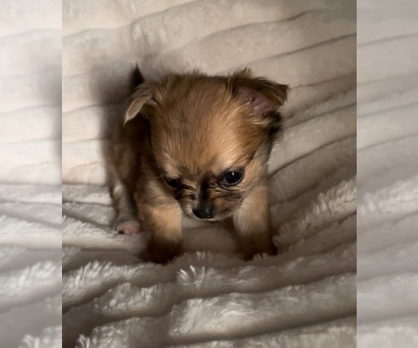 Medium Photo #15 Chihuahua Puppy For Sale in ADAMSVILLE, TN, USA