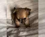 Small #14 Chihuahua