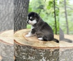 Small #3 Alaskan Klee Kai-Pomsky Mix