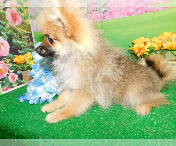 Medium Photo #6 Pomeranian Puppy For Sale in HAMMOND, IN, USA