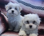Small Photo #1 Maltese Puppy For Sale in LOYAL, WI, USA