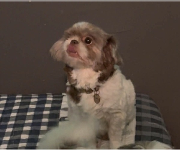 Medium Photo #1 Mal-Shi Puppy For Sale in INDIANA, PA, USA