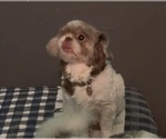 Small Photo #1 Mal-Shi Puppy For Sale in INDIANA, PA, USA
