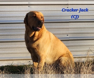 Father of the Labrador Retriever puppies born on 04/03/2026