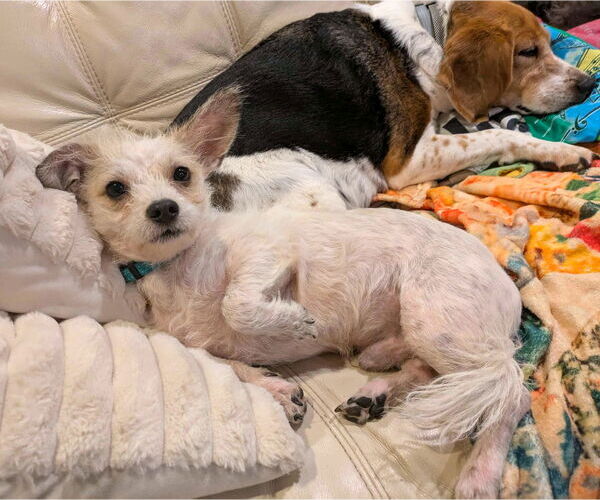 Medium Photo #10 Mutt Puppy For Sale in Arlington, VA, USA