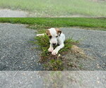 Small #2 American Pit Bull Terrier Mix