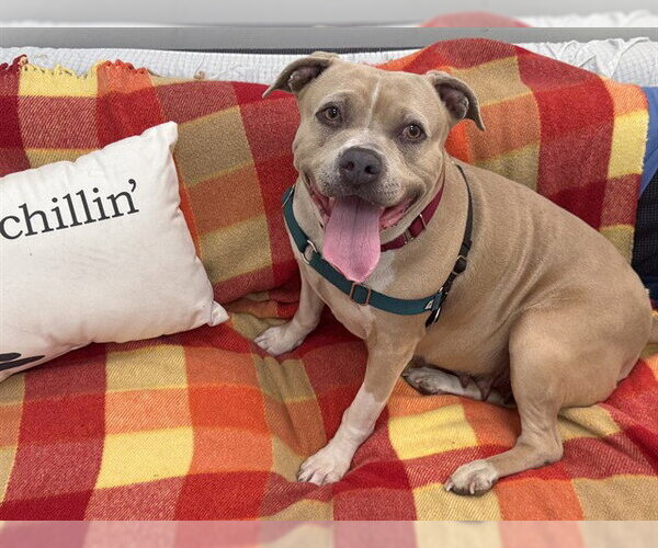 Medium Photo #2 American Pit Bull Terrier-Unknown Mix Puppy For Sale in Berkeley , CA, USA