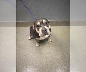 Mutt Dogs for adoption in Las Vegas, NV, USA