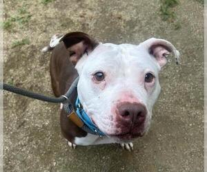 Mutt Dogs for adoption in Martinez, CA, USA