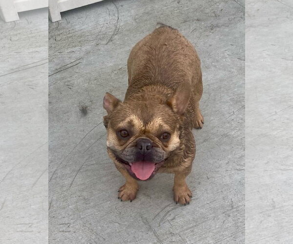 Medium Photo #5 French Bulldog Puppy For Sale in Newport Beach, CA, USA