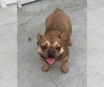 Small #4 French Bulldog