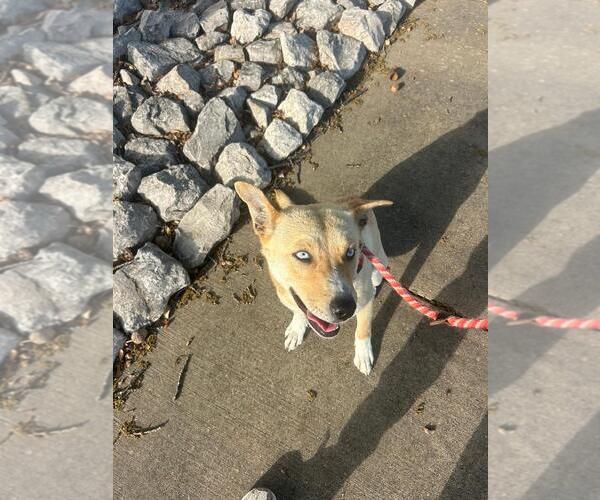 Medium Photo #2 Carolina Dog-Unknown Mix Puppy For Sale in Rowlett, TX, USA