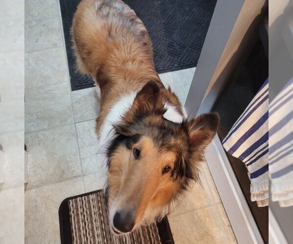 Medium Photo #3 Collie Puppy For Sale in Dublin, OH, USA