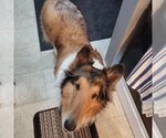Small #2 Collie