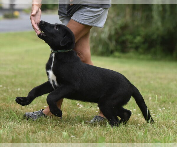 Medium Photo #4 Labrador Retriever-Unknown Mix Puppy For Sale in Mechanicsburg, PA, USA