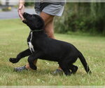 Small #3 Labrador Retriever Mix