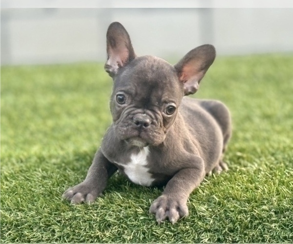 Medium Photo #1 French Bulldog Puppy For Sale in RALEIGH, NC, USA