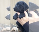 Small Photo #84 Labrador Retriever Puppy For Sale in OLYMPIA, WA, USA