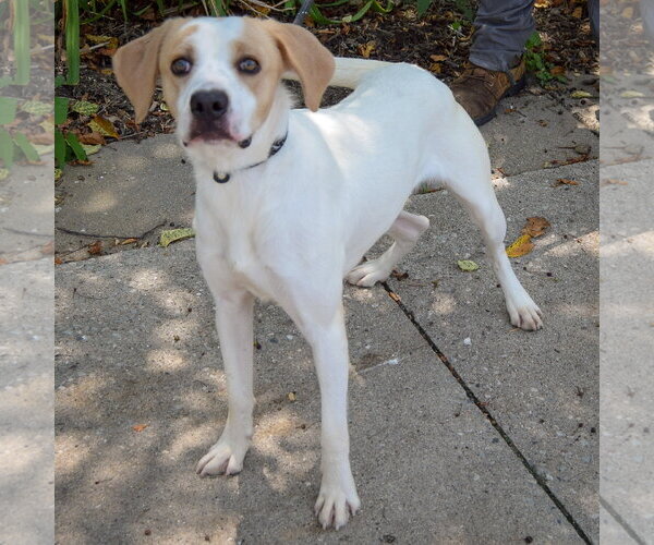 Medium Photo #3 Coonhound-English Foxhound Mix Puppy For Sale in Huntley, IL, USA