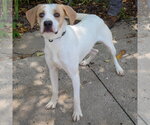 Small #2 Coonhound-English Foxhound Mix