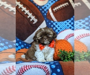 Shih Tzu Puppy for sale in HOLTWOOD, PA, USA