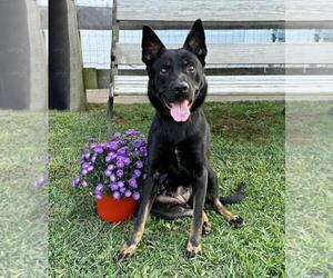 Australian Kelpie-Unknown Mix Dogs for adoption in Spring Lake, NJ, USA