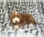 Small #3 Cavapoo
