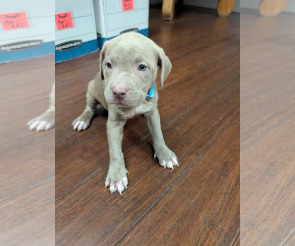 Medium Photo #1 American Staffordshire Terrier-Unknown Mix Puppy For Sale in Holly Springs, NC, USA