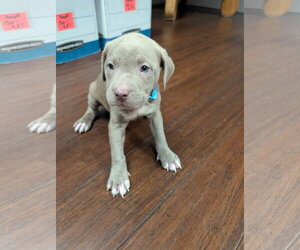 American Staffordshire Terrier-Unknown Mix Dogs for adoption in Holly Springs, NC, USA