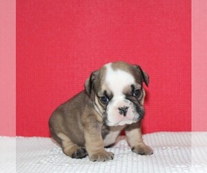 Medium English Bulldog