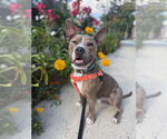Small #1 American Pit Bull Terrier