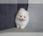 Small Photo #5 Pomeranian Puppy For Sale in CHICAGO, IL, USA
