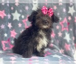 Small Photo #2 YorkiePoo Puppy For Sale in LAKELAND, FL, USA