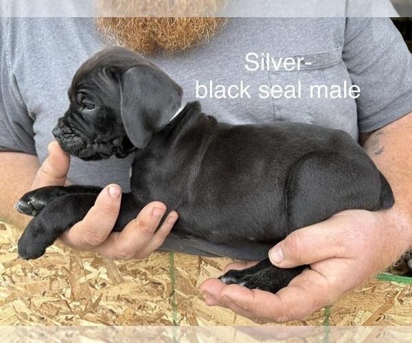 Medium Photo #5 Cane Corso Puppy For Sale in FORT WAYNE, IN, USA